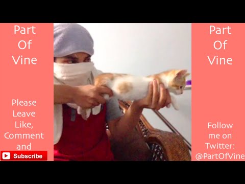 Funny Cats 2015 - Vine Compilation - BEST VINES ✔️