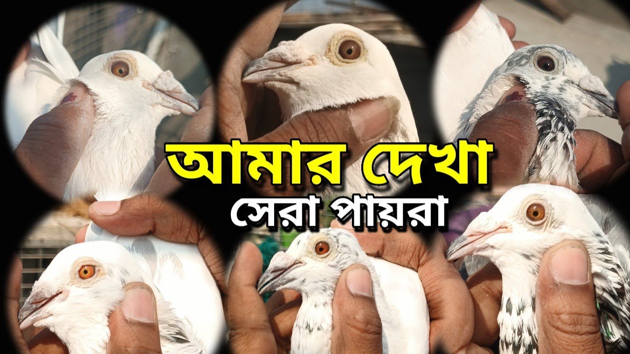 BAPPA DADAR BREEDING PAIR দাদার কাছ থেকে আমরা অনেক কিছু শিখতে ও জানতে পারলাম পায়রার সম্বন্ধে