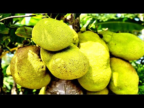 Top 8 Health Benefits of Jackfruit!