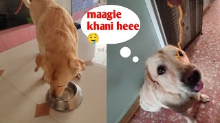 Max labrador ko khani he maggie🤤 | family vlog | dog funny video by At Mix Vlogs 110 views 2 months ago 5 minutes, 14 seconds