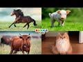 ДОМАШНИЕ ЖИВОТНЫЕ для ДЕТЕЙ. Учим животных. Развивающее видео.