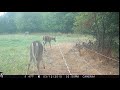Deer Gets Shocked By electric fence