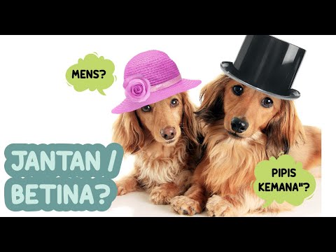 PERBEDAAN ANJING JANTAN DAN BETINA | EDEL Information