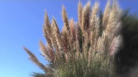 Materials and Methods