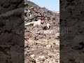 شاهد كيف يهجمون الرجال الشجعان في الميادين الحرب جيل بعد جيل 