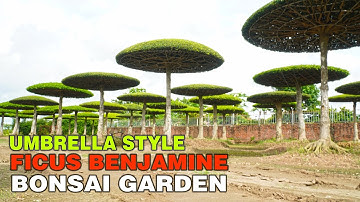 Choáng với vườn Sanh Lọng có 1-0-2 ở Điền Xá-Nam Định (English subtitle)