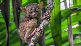 Longtail is a fearsome creature that has mixed a cat, an owl, a kangaroo and a bat  | Tarsier Sounds