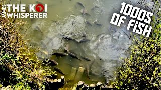 1000s of fish unbelievable place carp koi and the unknown (valley view lakes and lodges)