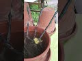 Planter une vigne productive en 5 minutes