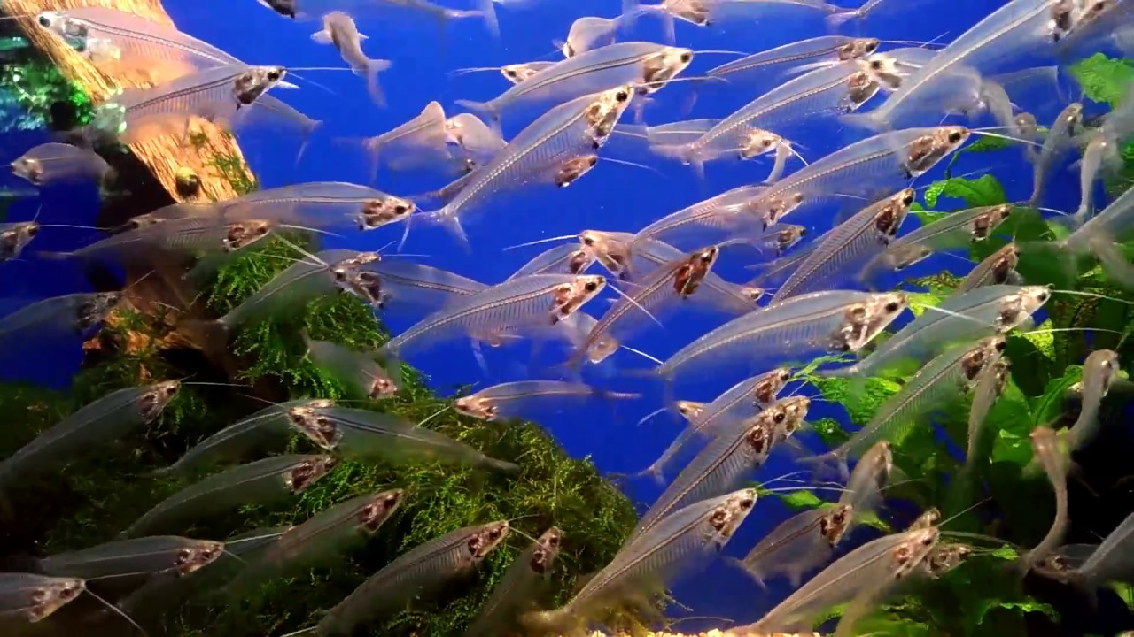 トランスルーセントグラスキャットフィッシュ Translucent Glasscatfish Youtube トランスルーセントグラスキャットフィッシュ Translucent Glasscatfish Youtube