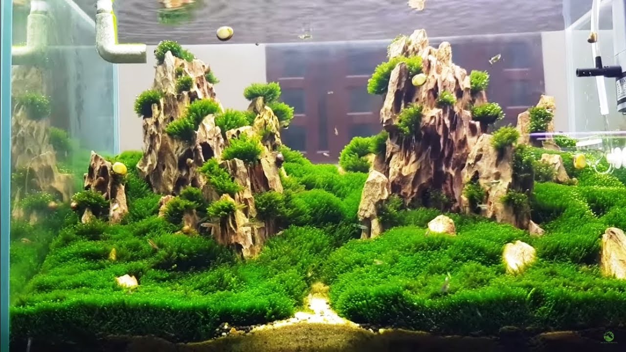 Moss and Dragon stone The best aquarium design tank 25 gallon YouTube