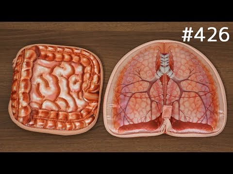 臓器ポーチ。腸CDケースと肺ポーチ。【雑貨紹介】#426
