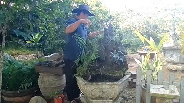 Hướng dẫn làm tiểu cảnh hòn non bộ sân vườn