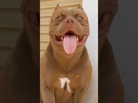#pitbull #cachorro #filhotes