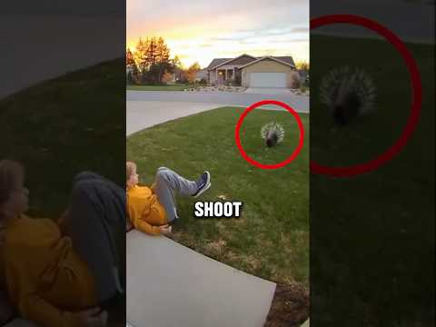 هل يستطيع القنافذ حق ا إطلاق أشواكها