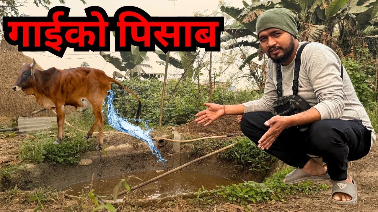 सुखा मौसममा किसानको स्मार्ट वर्क: गाईको पिसाबको चमत्कार!