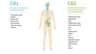 What They Will Not Tell You About The Endocannabinoid System