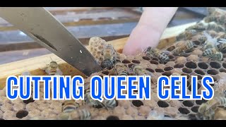 ☯ How to CUT OUT  NATURAL QUEEN CELLS FOR SPLITS