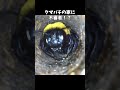 クマバチの家に凸してきたクマバチ #昆虫観察