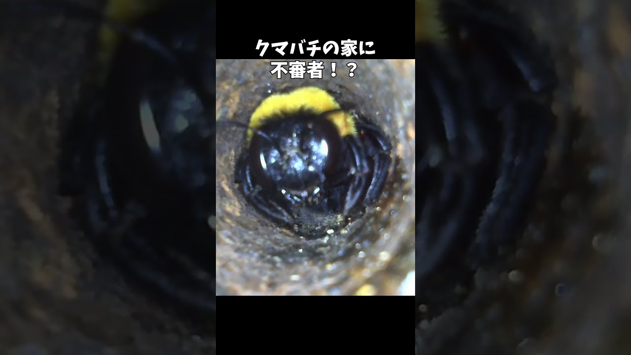 クマバチの家に凸してきたクマバチ #昆虫観察
