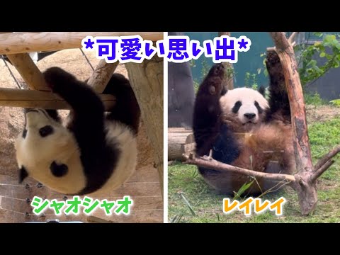 うえのパンダ_ch - YouTube