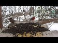 Кормим лесных птиц (январь 2019) /feeding the forest birds
