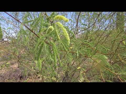 Video: Velvet mesquite parvarishi: Velvet mesquite daraxtini qanday etishtirish kerak