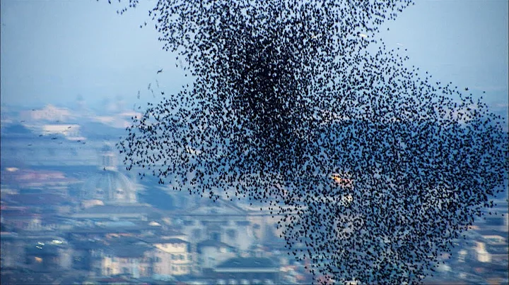 Ten Million Starlings Swarm (7 Tonnes of Bird Poo) | Superswarm | BBC Earth - DayDayNews