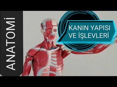 30-KANIN YAPISI VE İŞLEVLERİ