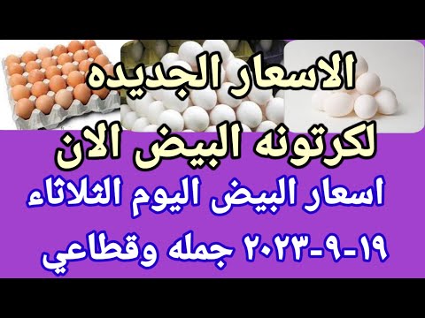 سعر البيض اسعار البيض اليوم الثلاثاء ١٩-٩-٢٠٢٣ جمله وقطاعي فى مصر