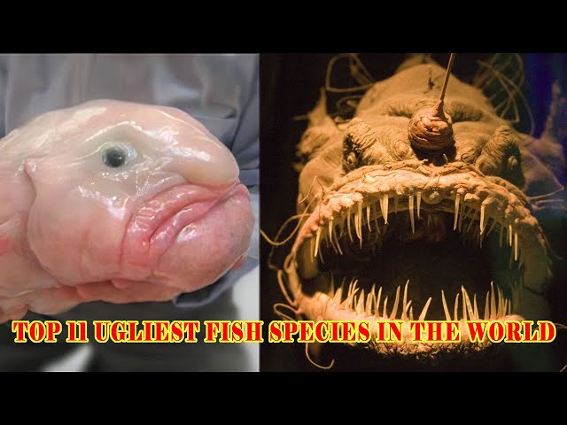 17 Ugliest Fish in the World - Pics, Videos, Interesting Facts