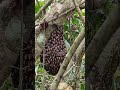Apis Melipona / Honey bee #forest #nature #jangal #wildlife #honey #bee #honeybee #honeybees