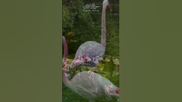 سورة الأعراف 📖 كلمات تمنحك الطمأنينة | Surah Al-A'raf 📖 Words That Bring Serenity