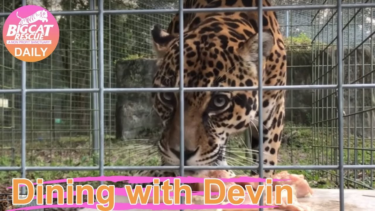 leopard print Dining with Devin~ Feeding Manny Jaguar 11132018