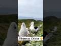 The secret life of albatross chicks 🐥 #animals #albatross #amazing #facts #albatrosschicks