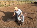 Criador de búfalas aposta na produção de leite em Taipu