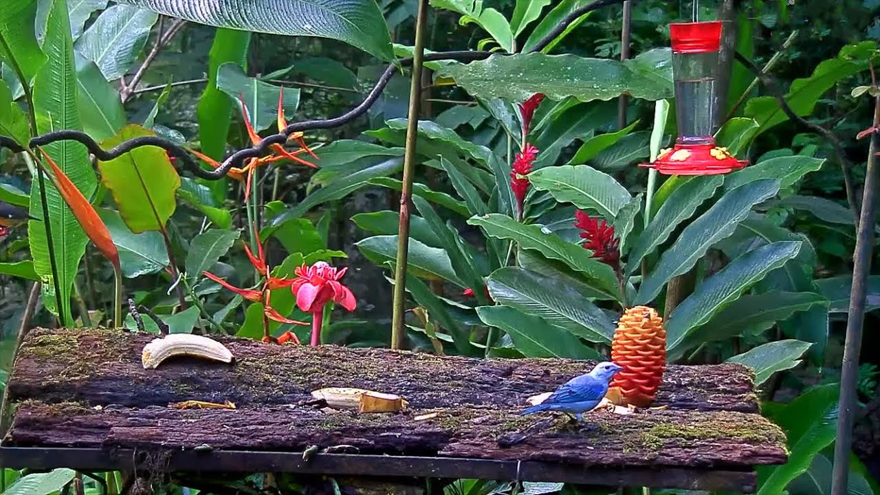 Pair Of Blue-gray Tanagers Share The Panama Fruit Feeder On A Cloudy Afternoon – Aug, 27, 2020