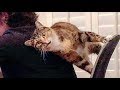 😁 Funniest 😻 Cats and 🐶 Dogs - Awesome Funny Animals Life Video 😇