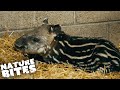 Tiny Baby Tapir Born at the Zoo | Nature Bites