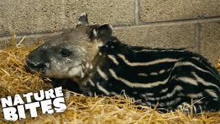 Tiny Baby Tapir Born at the Zoo | Nature Bites