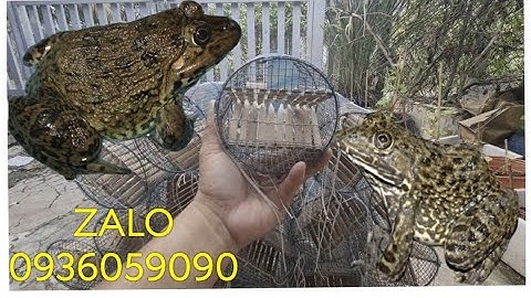 Lợp bẫy ếch. Lợp bẫy ếch hom tre. Lợp bẫy ếch 2 đầu vào. Bán lợp bẫy ếch hiệu quả. Bán lờ bẫy ếch.