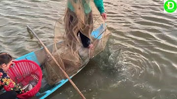 Trải nghiệm xem người dân thu hoạch tôm sú ở miền tây ll Catch shrimp