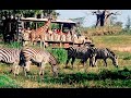 Lions relaxing . Kilimanjaro Safari FULL Ride at Disney&#39;s Animal Kingdom