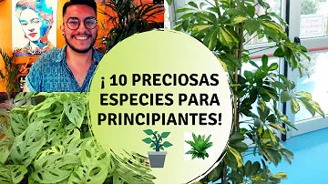 ¿Cuál es la hierba más fácil de cultivar?