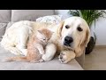 Golden Retriever Confused by New Baby Kitten