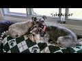 One Step At A Time |  Schnauzer Life | Dog Mom Life