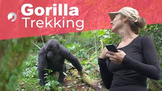 Gorilla Trekking in Uganda | Earth’s Most Intimate Wildlife Experience
