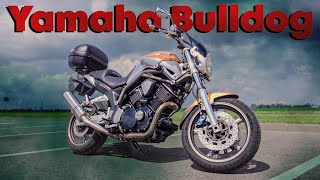 Почему Yamaha Bulldog - почти идеальный мотоцикл для КАЖДОГО?