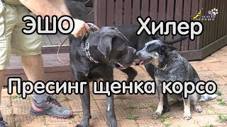Прессинг щенка кане корсо, ЭШО и ХИЛЕР Прессинг щенка кане корсо, ЭШО и ХИЛЕР