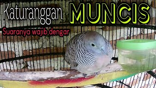 Perkutut katuranggan muncis suaranya bagus untuk memancing bunyi